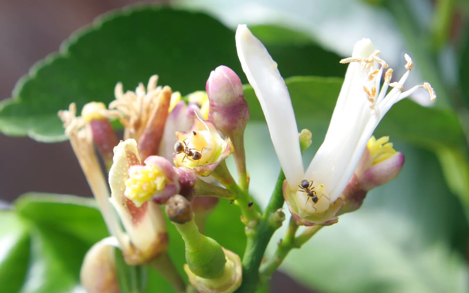 Lemon tree blossoms in focus with an ant on the petals, representing the citrus heritage and ecosystem of Chula Vista