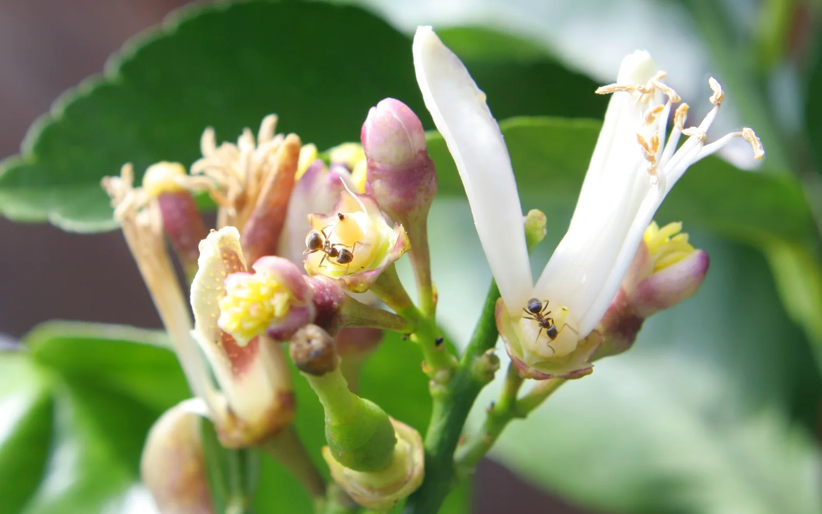 Lemon tree with flowers and an ant crawling on the blossoms
